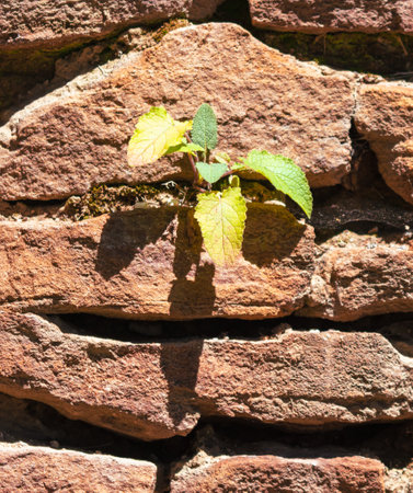 The plant grows in an old brick wall.