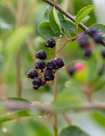 Ripe Irga berry in nature.