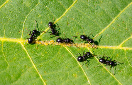 Aphid ants on a green leaf of a tree. Macro.の写真素材