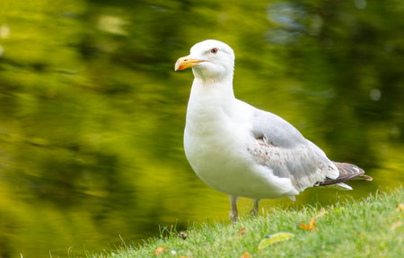 Portrait of a seagull outdoors in summer.の写真素材