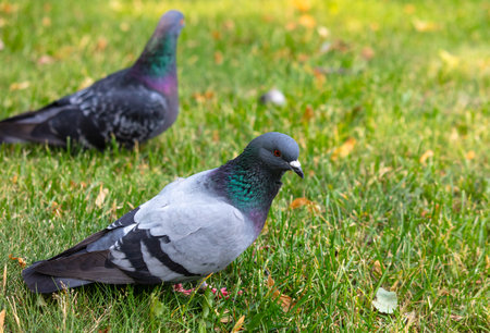 Portrait of a pigeon on a green lawn in nature.の写真素材