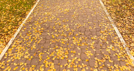 Fallen birch leaves on the sidewalk in the park. Autumn.の写真素材