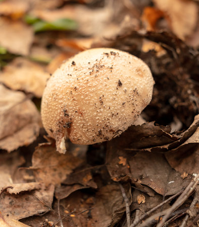 Puffball mushroom grows in the autumn forest. close-up.の写真素材