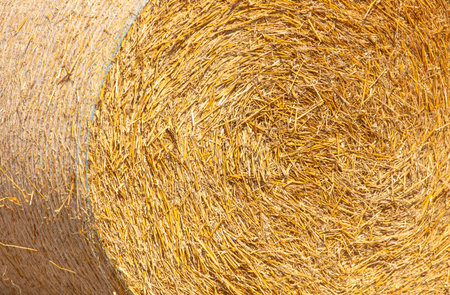 Dry hay as an abstract background. Texture.の写真素材