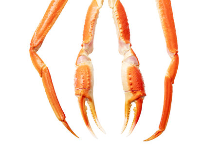 Crab claws isolated on white background.