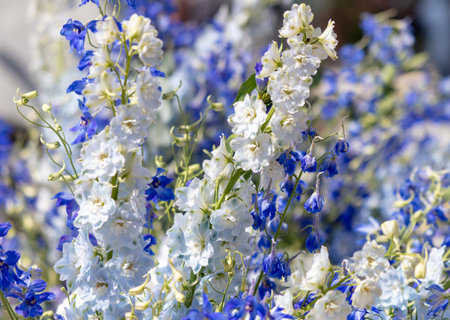 Artificial white flowers as a background.の写真素材