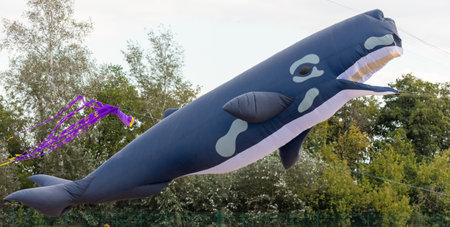 A whale kite flies in the sky.の写真素材
