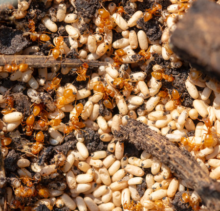 Close up of red ant eggs. Macro.の写真素材