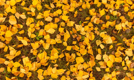 Fallen birch leaves on the grass in the park. Autumn.の写真素材