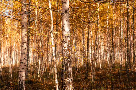 Young birch forest in autumn. Nature.の写真素材