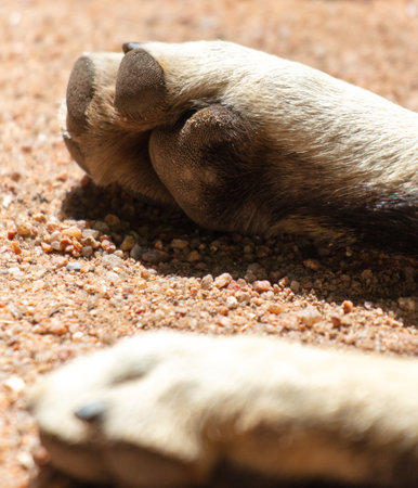 Paws of a dog lying on the road. Close-up.の写真素材