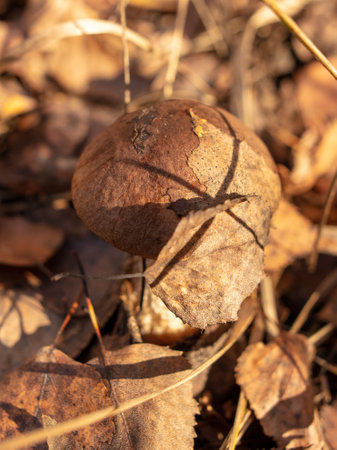 Mushroom boletus on the ground in the forest in autumn.の写真素材