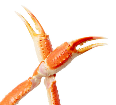 Crab claws isolated on white background.