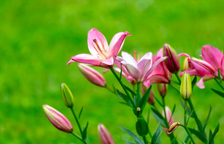 Beautiful pink flowers in the park.の写真素材