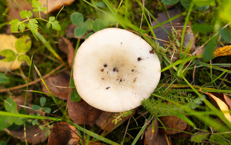 Poisonous mushroom in the ground in the forest in autumn.