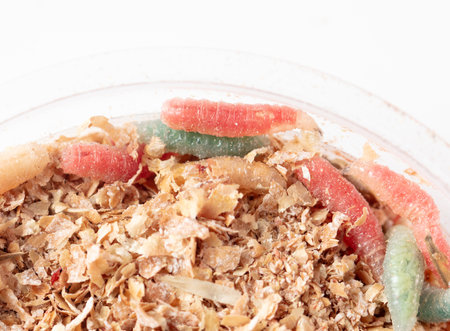 Multi-colored maggots in sawdust in a box isolated on a white background.