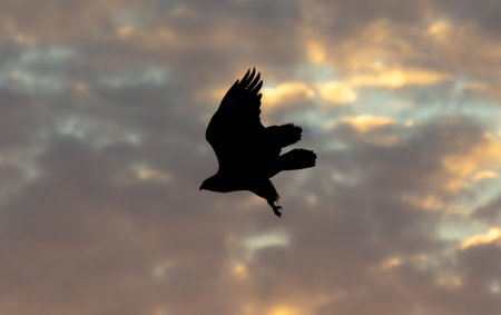 Silhouette of an eagle in flight at sunset.の写真素材