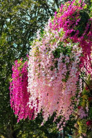Beautiful pink flowers in the park.の写真素材