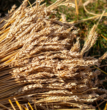 Ripe ears of wheat in nature.の写真素材
