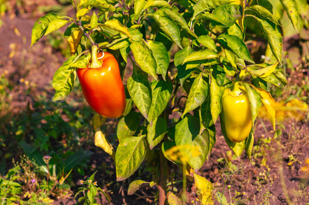 Pepper on a plant in the garden.の写真素材