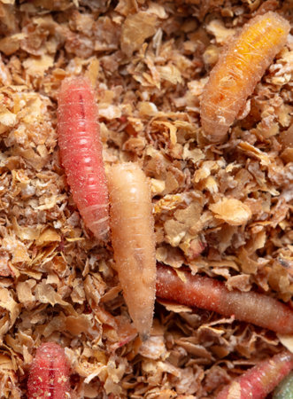 Multi-colored maggots in sawdust as a background. Macro.