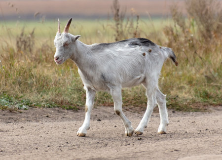 A goat walks along a dirt road to a pasture.の写真素材