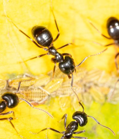 Close-up of ants and aphids on a leaf. Macro.の写真素材