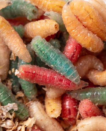Multi-colored maggots in sawdust as a background. Macro.の写真素材