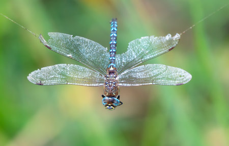 A dragonfly hangs on a web. Close-up.