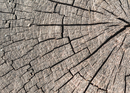 Old cracked cut with rings on the crown of a tree. Background.