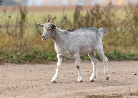 A goat walks along a dirt road to a pasture.の写真素材