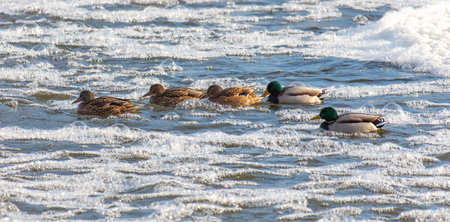 Ducks swim in the cold water of the river in winter.の写真素材