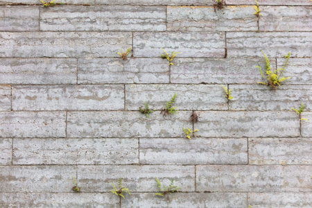 Plants grow on a brick wall of a building.