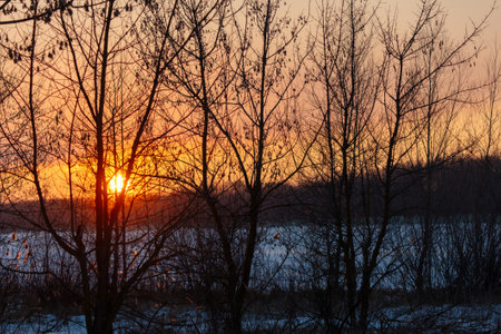 Bare tree branches at sunset in winter.の写真素材