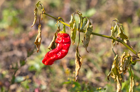 Bitter chili pepper on a plant in the vegetable garden.の写真素材