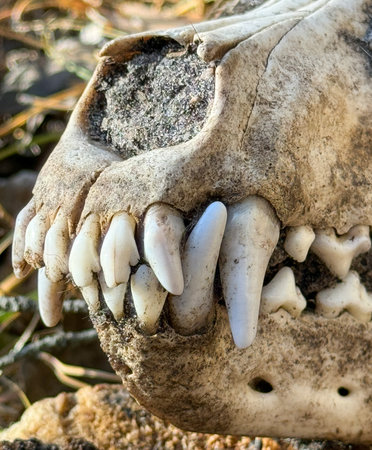 Teeth on a dog's skull. Close-up.の写真素材