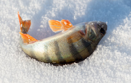 Perch fish lies on the snow in winter. Close-up.