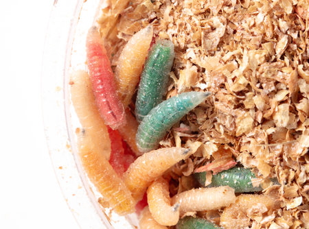 Multi-colored maggots in sawdust in a box isolated on a white background.
