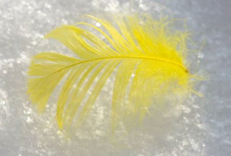 Yellow feather on white snow.の写真素材