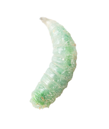 Green maggot isolated white background. Macro.の写真素材
