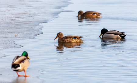 Ducks swim in the cold water of the river in winter.