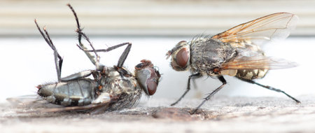 A dead fly lies on the windowsill. Macro.の写真素材