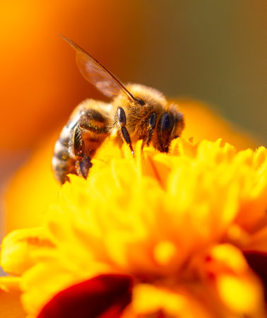 Close-up of a bee on an orange flower. Macro.