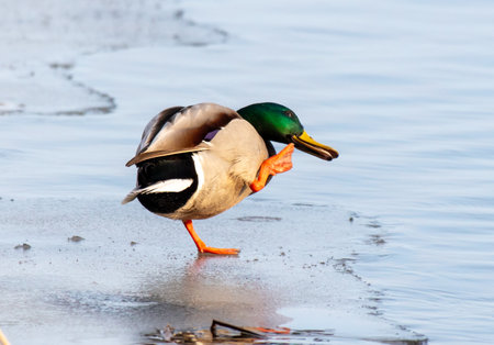 Duck on the ice of a lake in winter.の写真素材