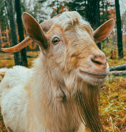 Portrait of a white goat in the forest.の写真素材