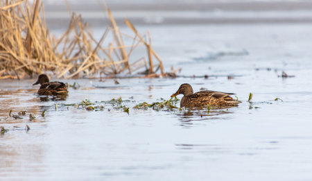 Ducks swim in the cold water of the river in winter.の写真素材