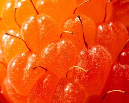 Close-up of orange raspberries. Macro.の写真素材
