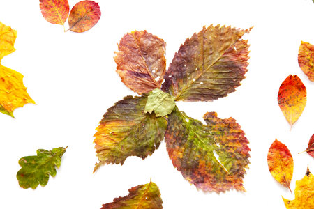 Autumn leaves isolated on white background.