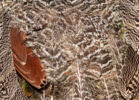Pheasant feathers as an abstract background. Texture.の写真素材
