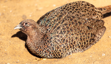 Portrait of a pheasant in the zoo.の写真素材